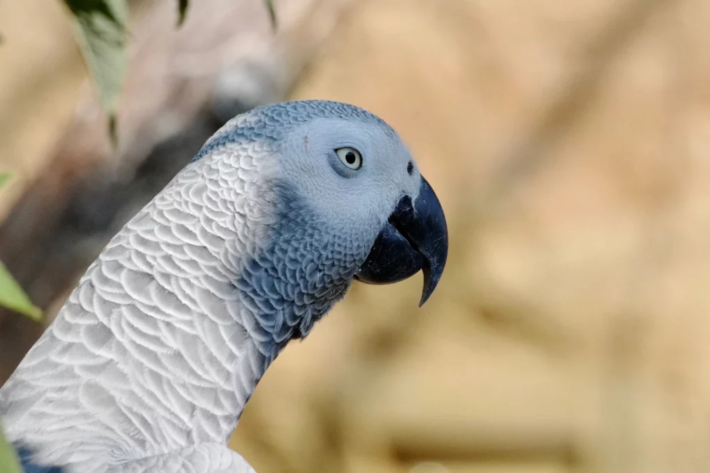 How Smart Are African Greys