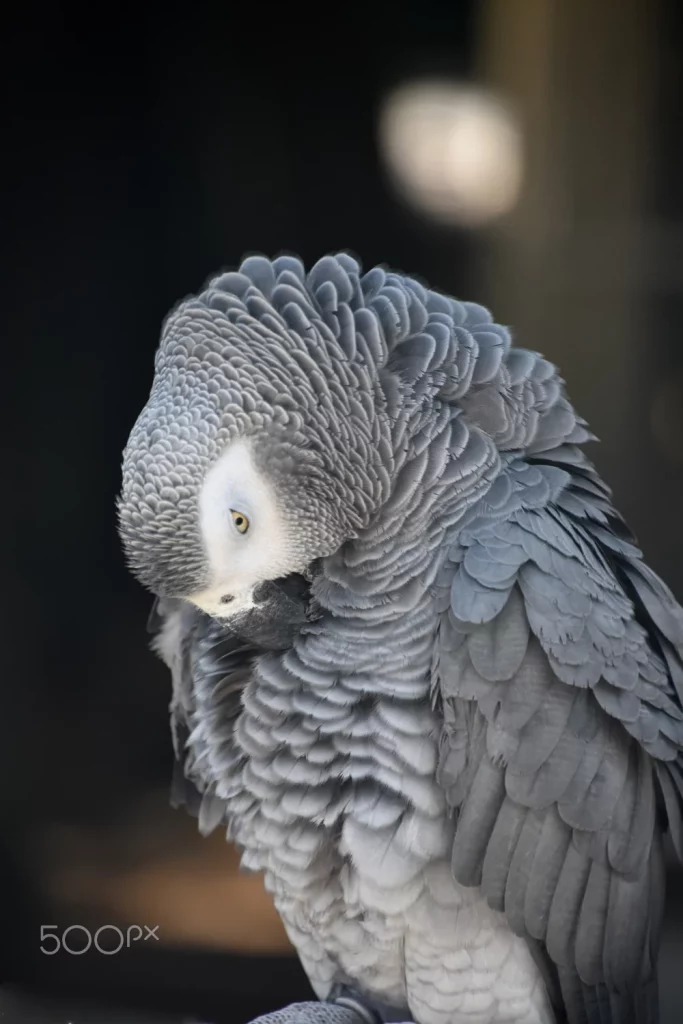 How Smart Are African Greys