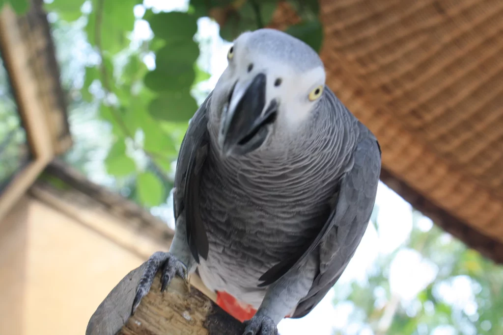 How Smart Are African Greys