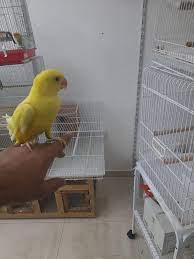 Yellow African Parrot