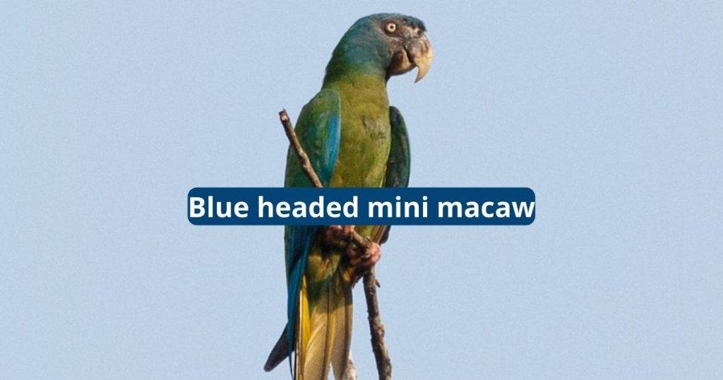 Blue Headed Mini Macaw