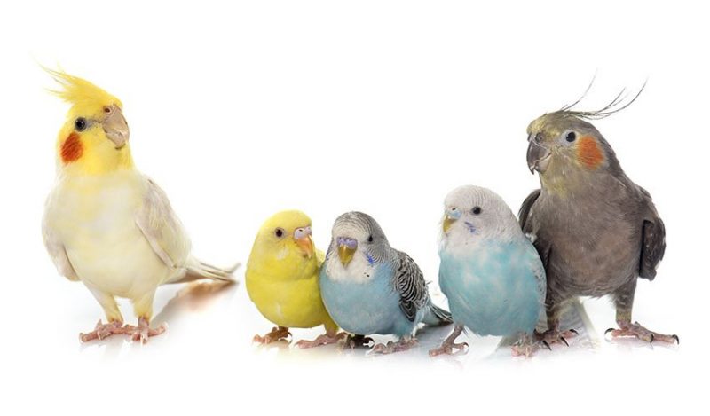 can budgies and cockatiels live together