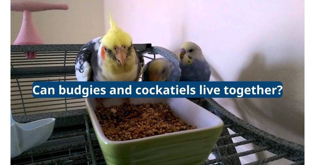 can budgies and cockatiels live together