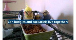 can budgies and cockatiels live together