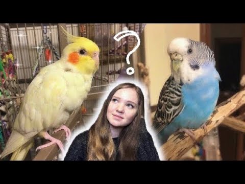 can budgies and cockatiels live together