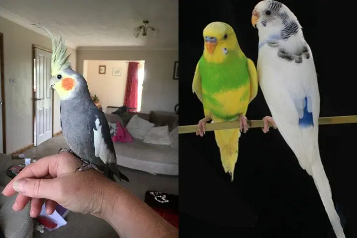 can budgies and cockatiels live together