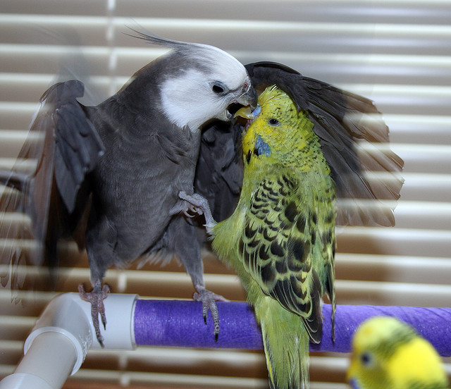 Can Cockatiels Live With Parakeets