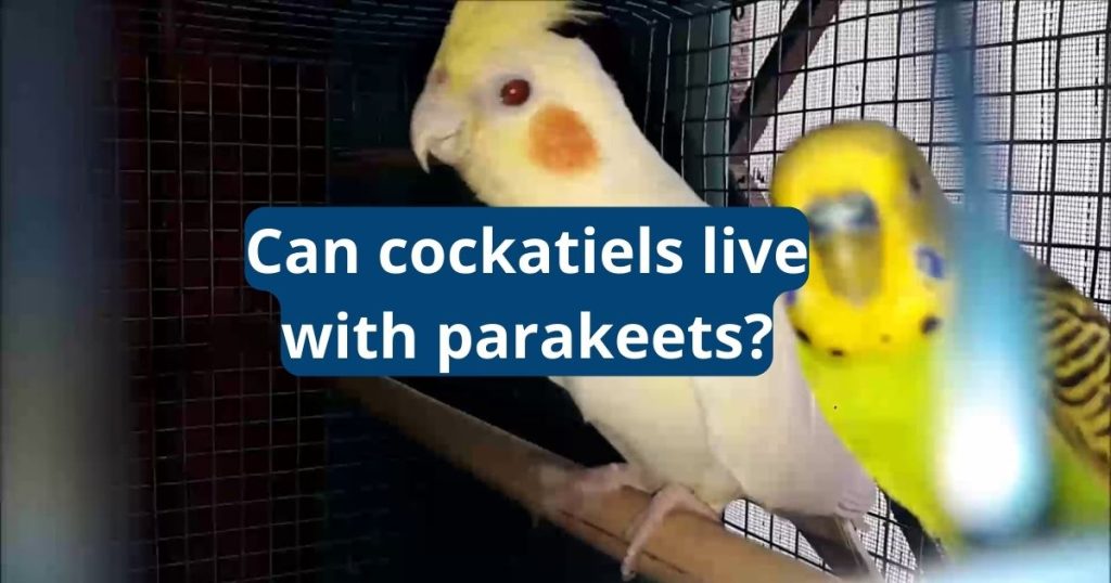 Can Cockatiels Live With Parakeets