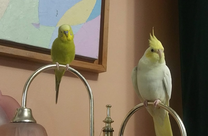 Can Cockatiels Live With Parakeets