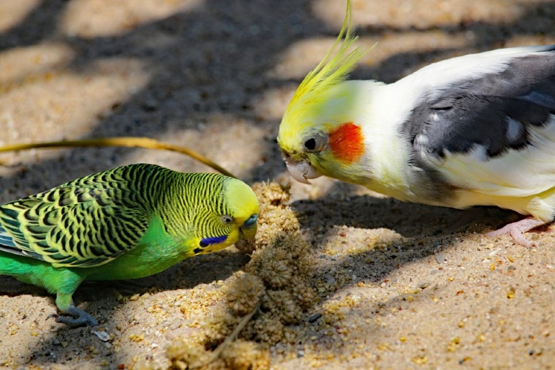 Can Cockatiels Live With Parakeets