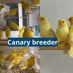 Canary Breeder