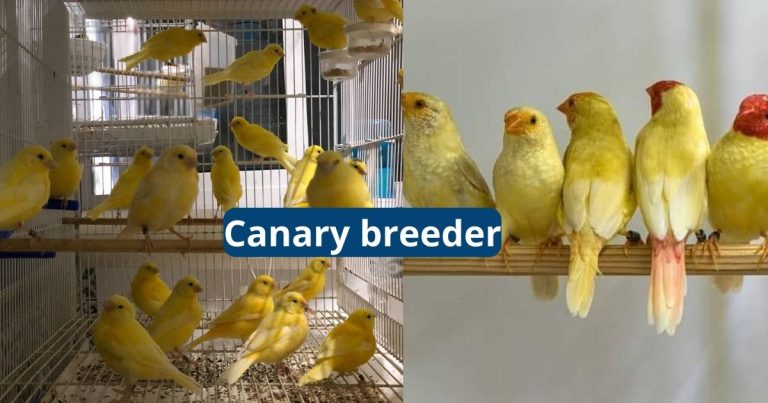 Canary Breeder - Featherland Bird Cage