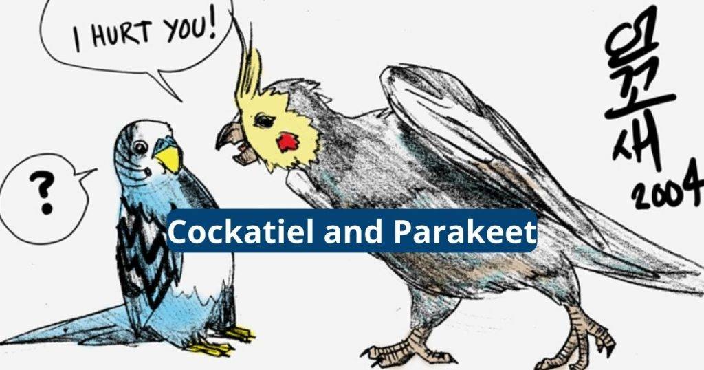 Cockatiel and Parakeet