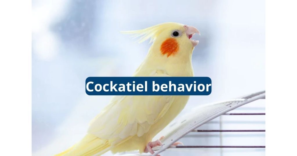 Cockatiel Behavior