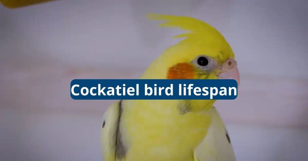 Cockatiel Lifespan