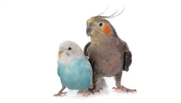 Can Cockatiels Live With Parakeets