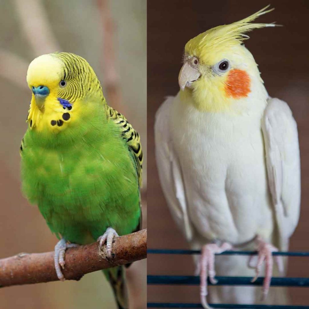 Can Cockatiels Live With Parakeets