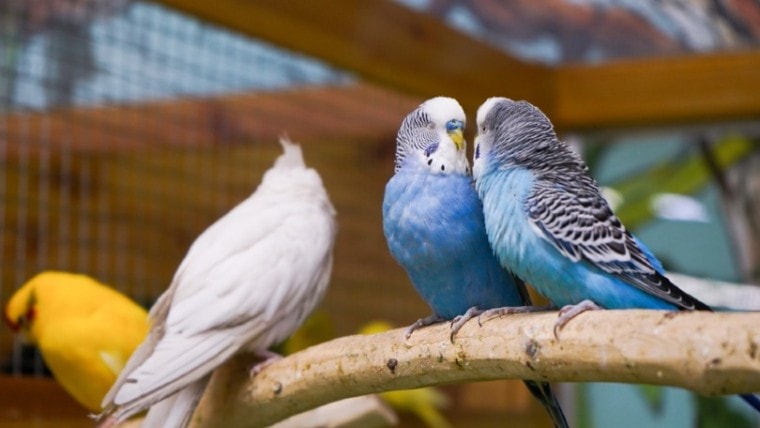 Can Cockatiels Live With Parakeets