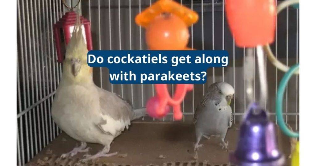 do cockatiels get along with parakeets