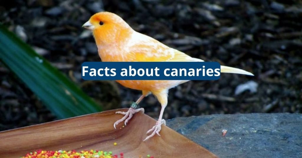 Facts About Canaries