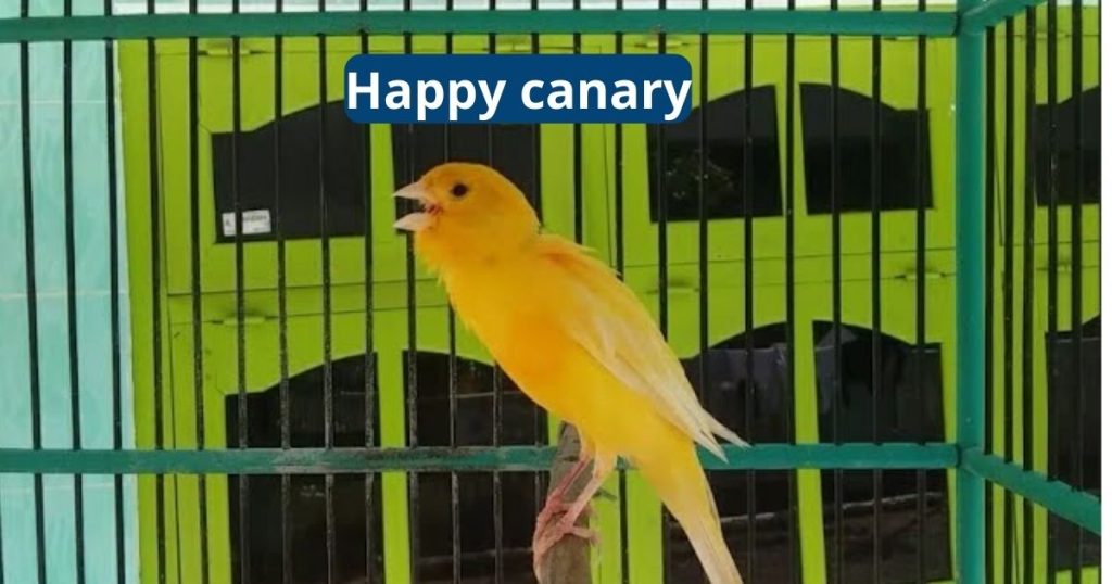 How to Keep a Happy Canary