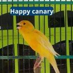 How to Keep a Happy Canary