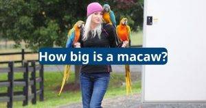 How Big is a Macaw