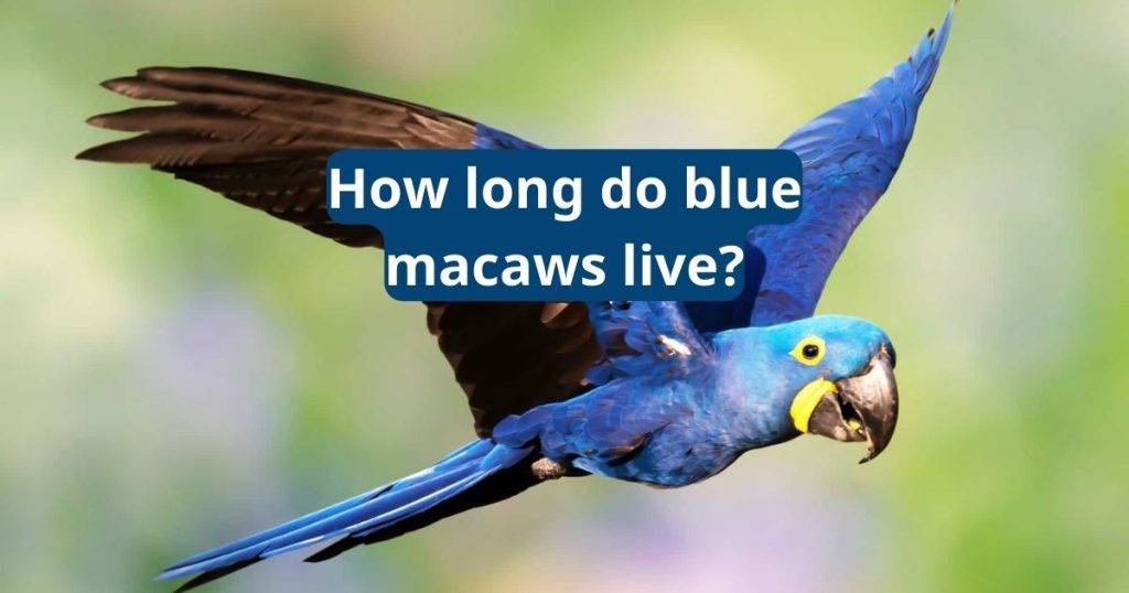 How Long Do blue Macaws Live