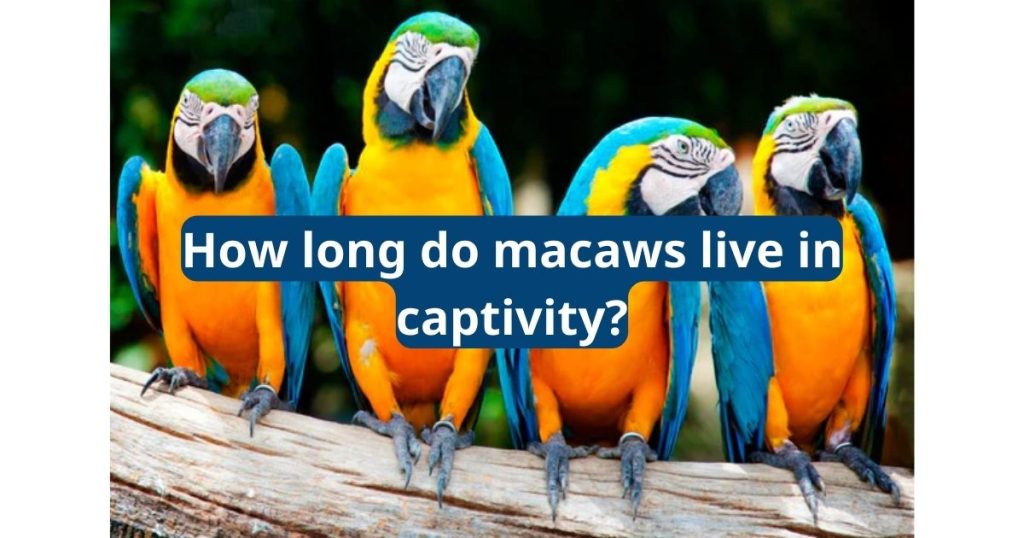 How Long Do Macaws Live in Captivity