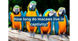 How Long Do Macaws Live in Captivity