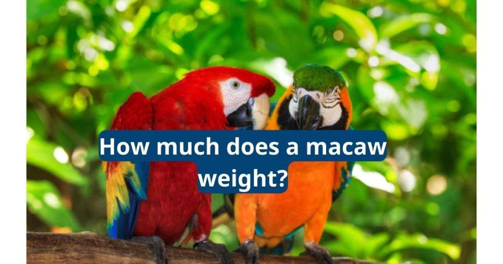 How Much Does a Macaw Weight