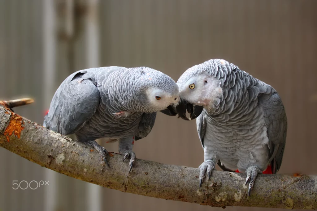 how to train an african grey parrot not to bite