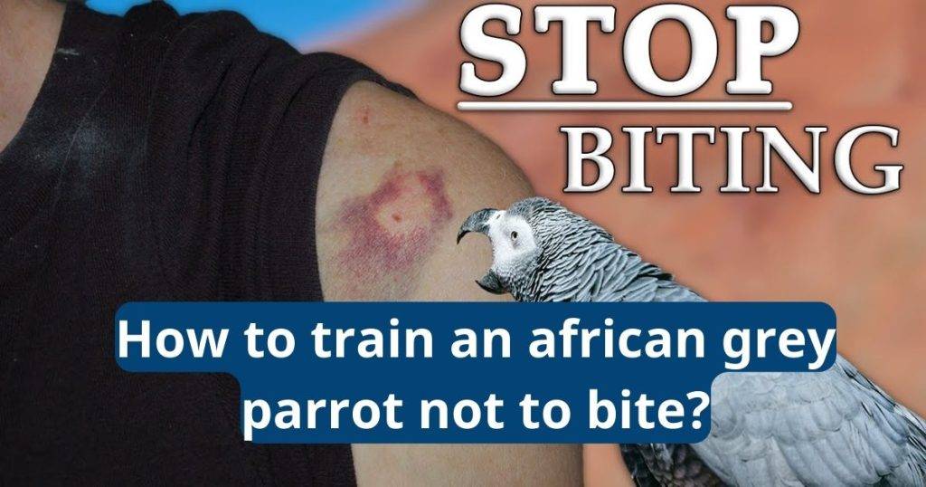 how to train an african grey parrot not to bite