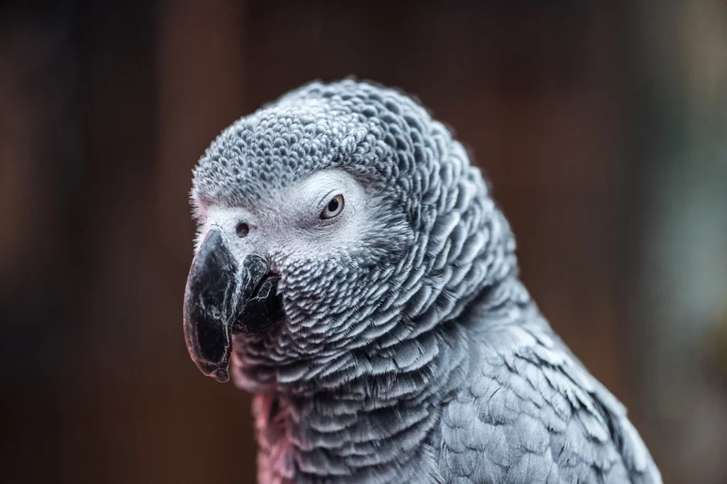how to train an african grey parrot not to bite