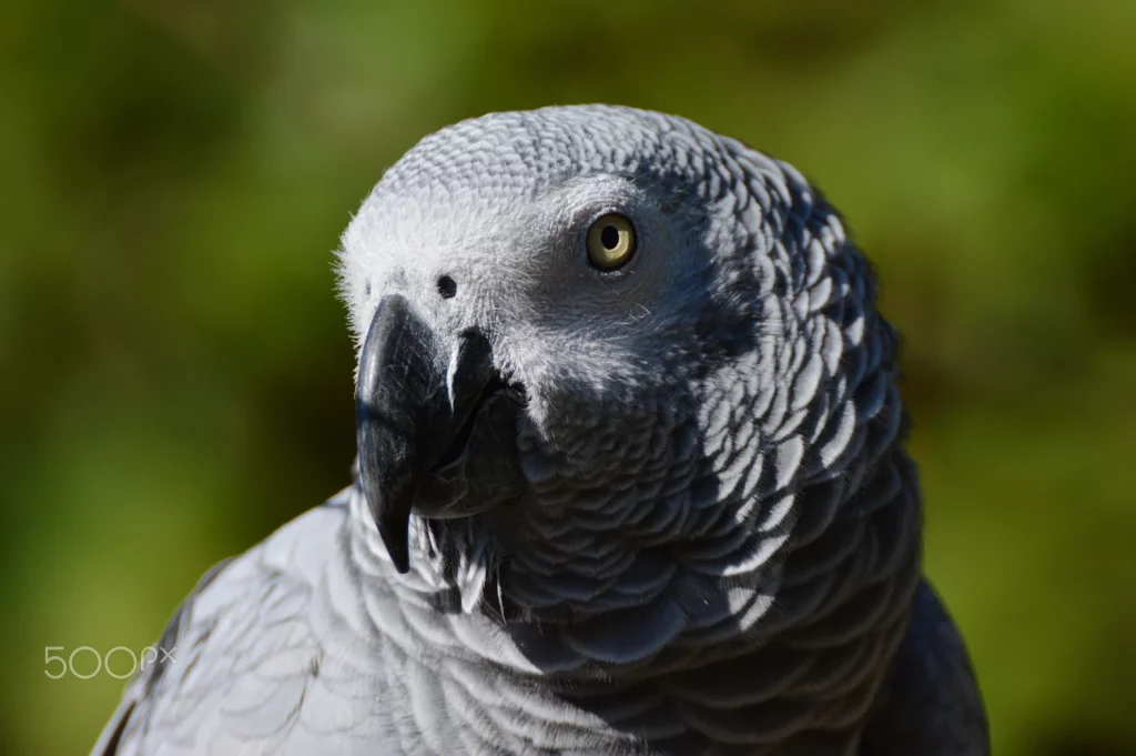 how to train an african grey parrot not to bite