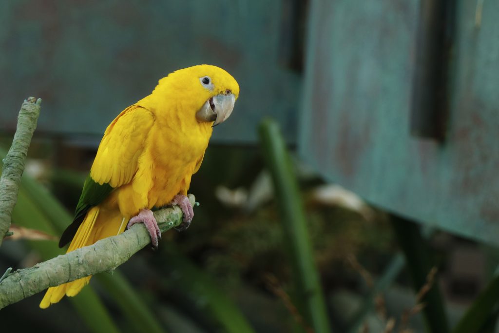 Yellow African Parrot