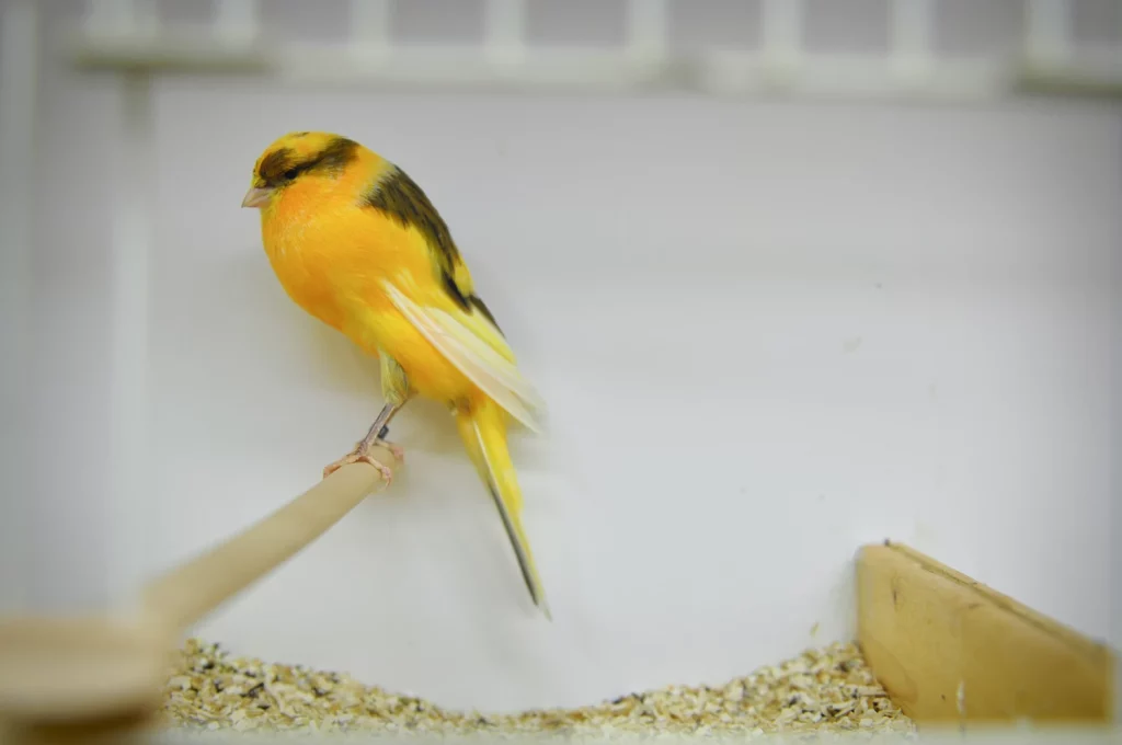 How to Keep a Happy Canary