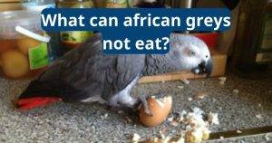 what can african greys not eat