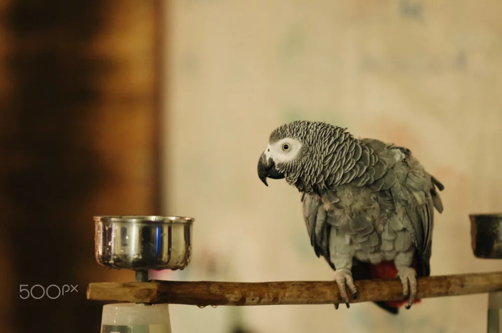 what do african grey parrots eat