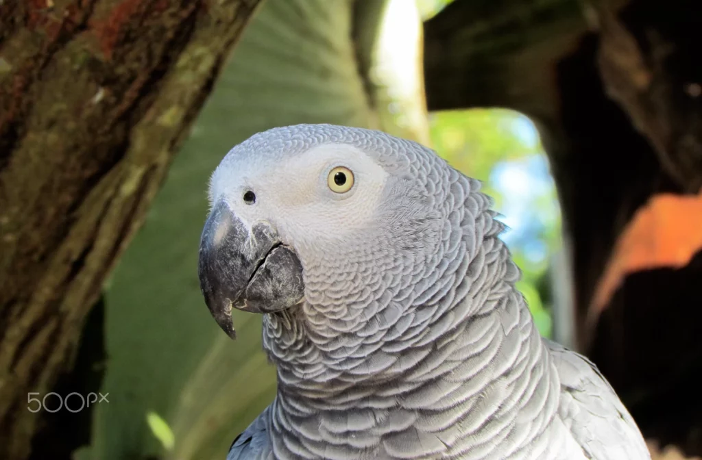what do african grey parrots eat