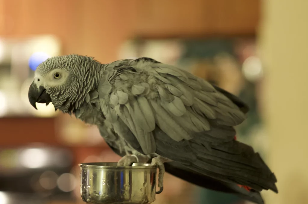 What Do African Grey Parrots Eat? Featherland Bird Cage