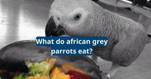what do african grey parrots eat