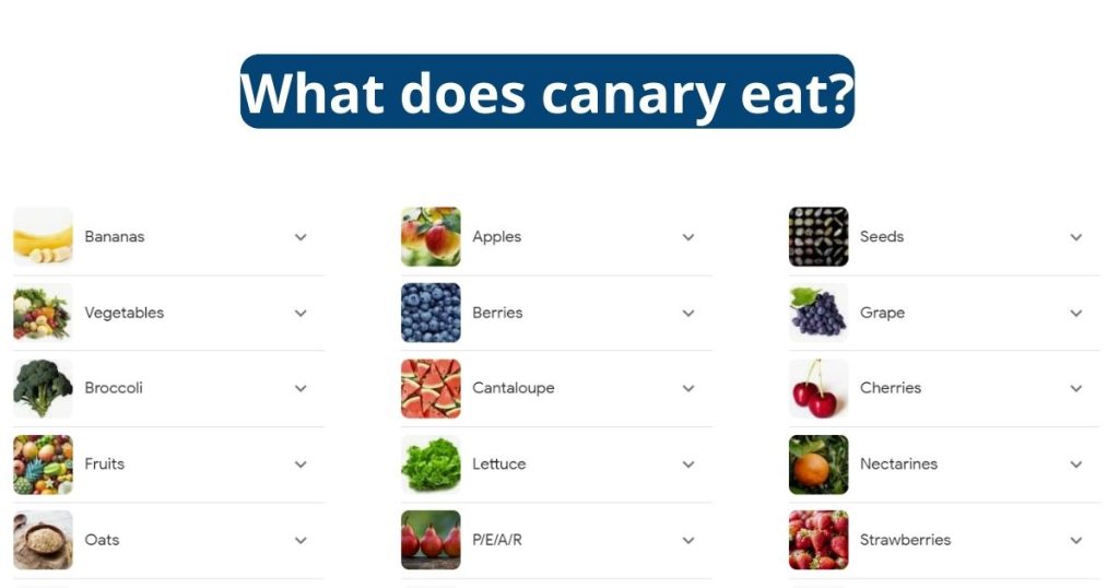 What Does Canary Eat?