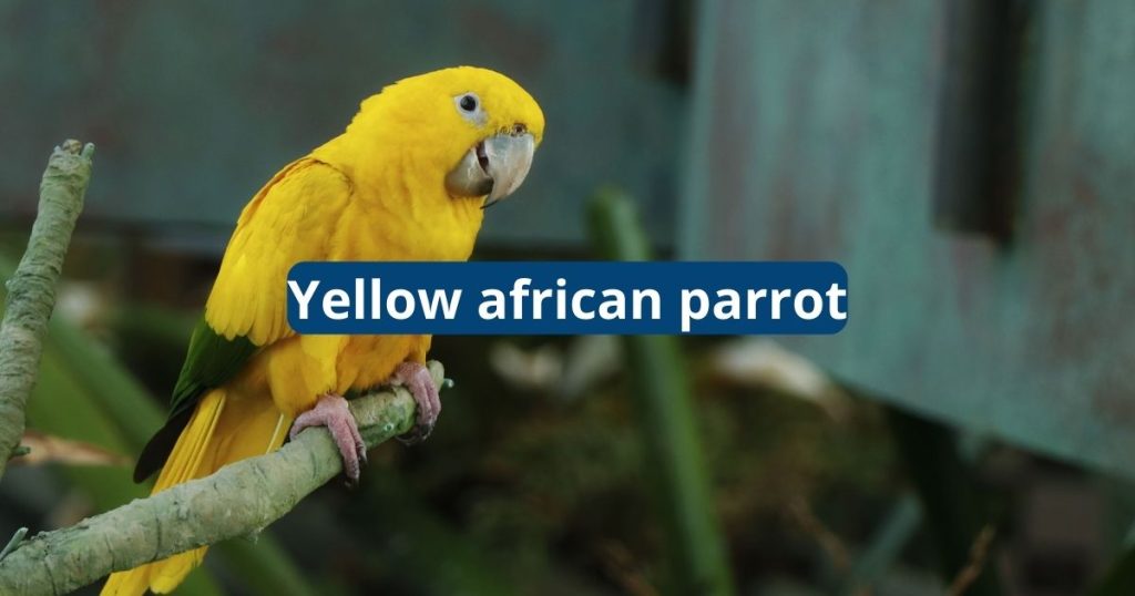 Yellow African Parrot