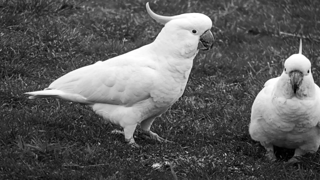 Cockatoo Screaming Into Cup