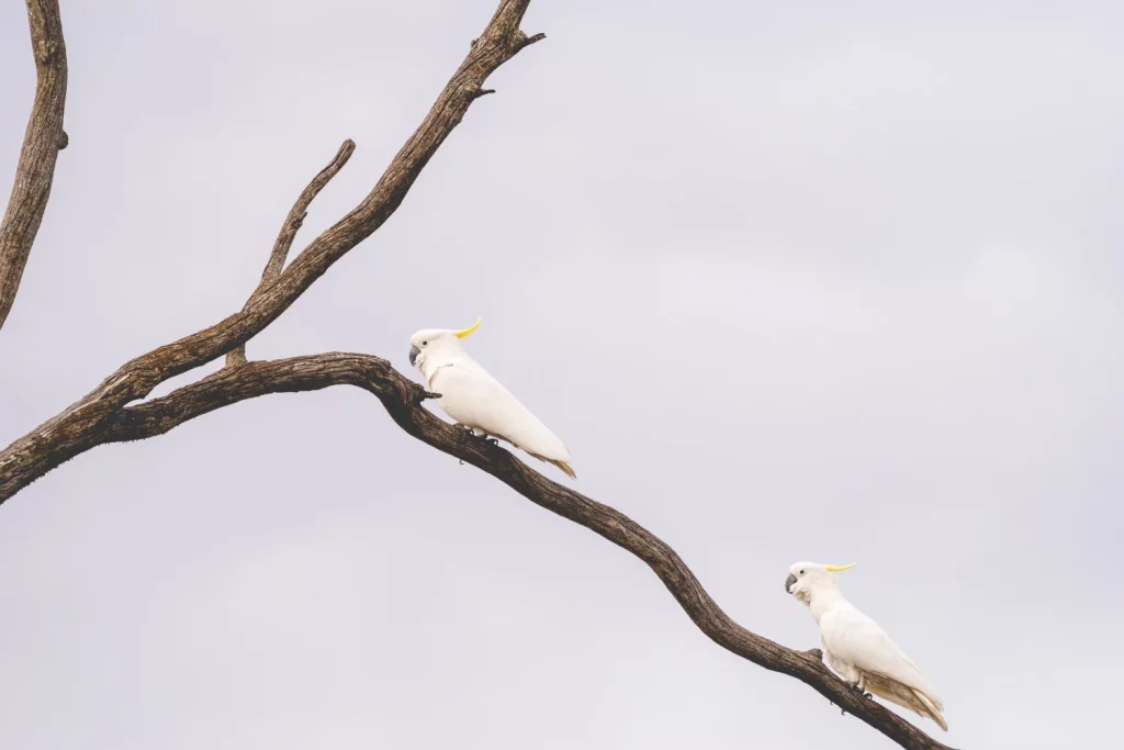 Cockatoo Screaming Into Cup