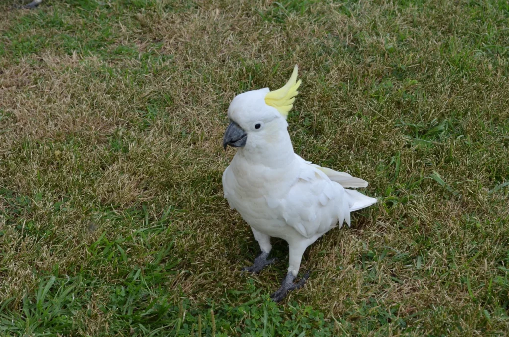 Do Cockatoos Like Music