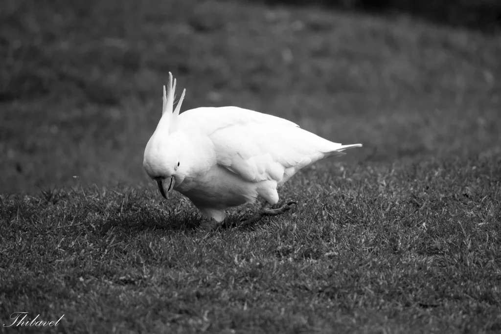 Do Cockatoos Like Music