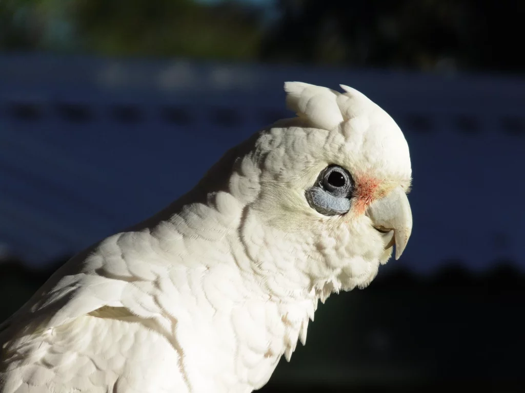 What Can I Feed a Cockatoo