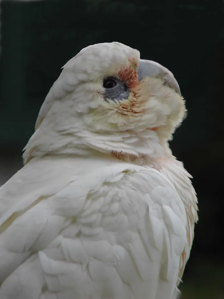 What Can I Feed a Cockatoo